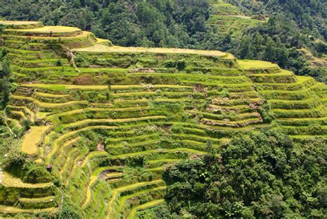 facts about banaue rice terraces.